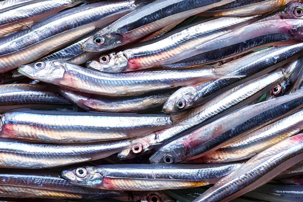 Po padesáti letech předstihla tato konzervovaná rybka tuňáka a sardinky v prospěšnosti pro zdraví