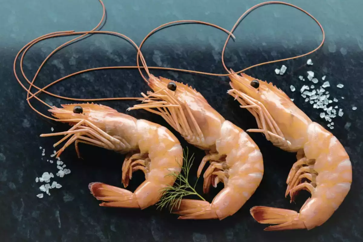 Málo lidí to ví, ale právě v tomto období jsou krevety nejlepší