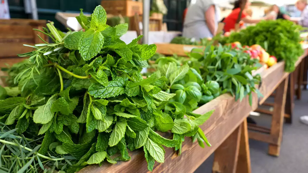 Ne každá máta je stejná: poznejte 4 nejčastěji používané druhy a přestaňte dělat chyby při přípravě čaje a receptu.