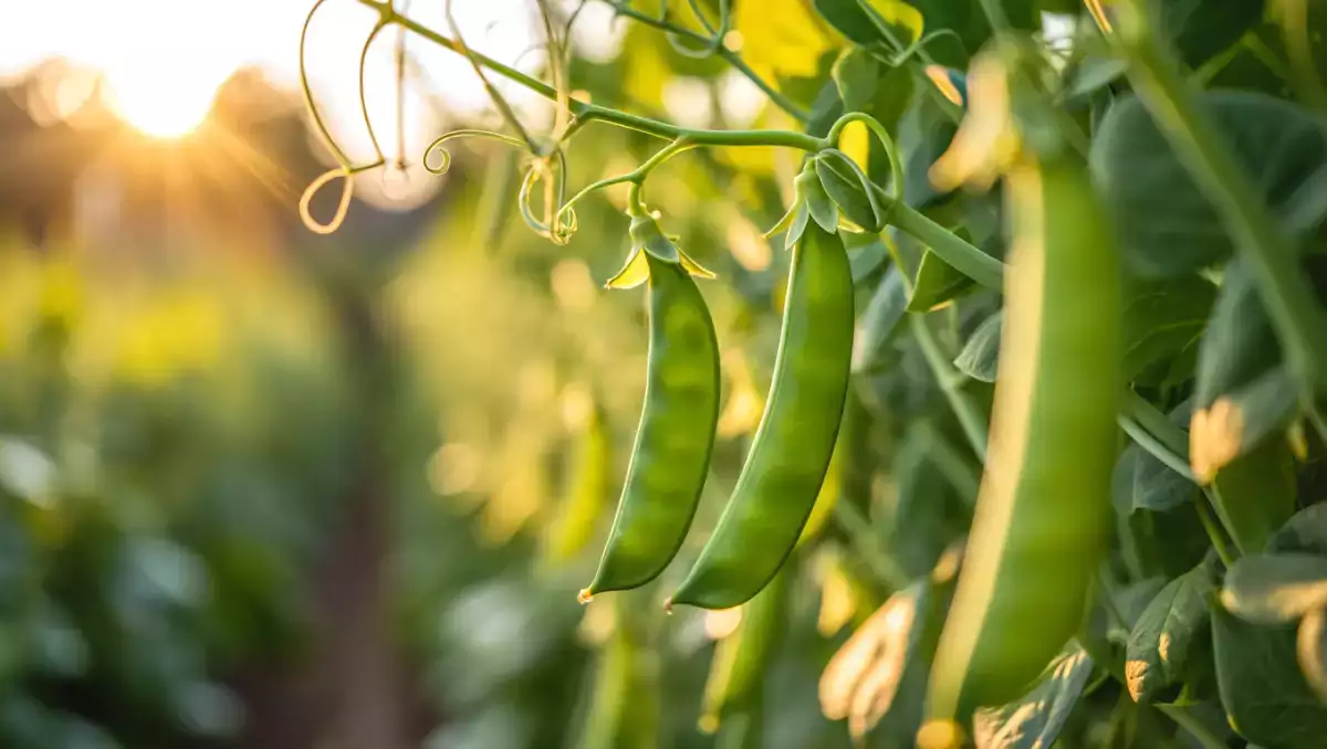 Jak snadno uvařit sněhový hrášek? Všechny tipy, které potřebujete, aby byl křupavý a chutný.