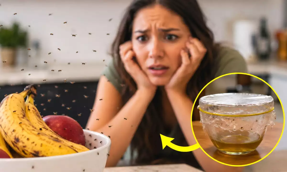 Jak se zbavit kuchyňských komárů za jednu noc: přírodní lék (bez chemických postřiků)