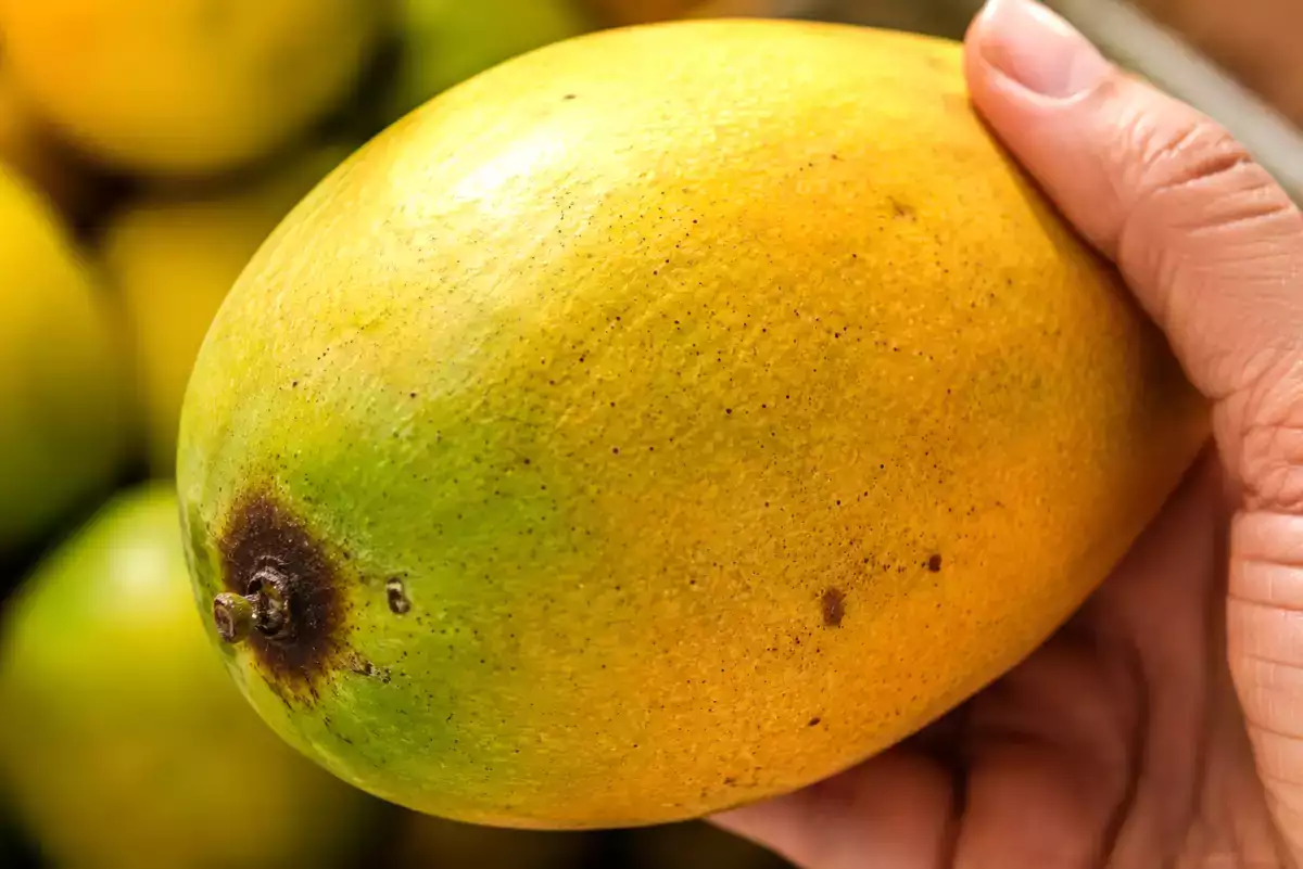 Téměř každý si na trhu vybere mango špatně a svou chybu si uvědomí až doma