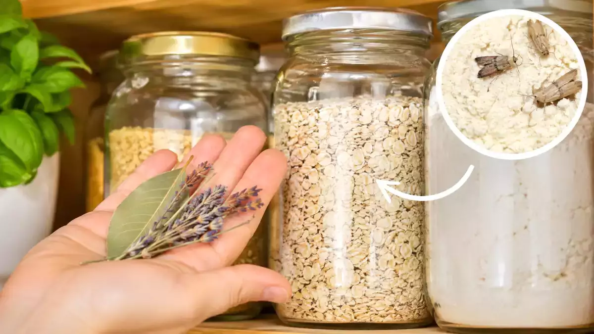 Je vaše spíž zamořená moučnými můrami? Babiččin recept, který je opravdu udrží v odstupu