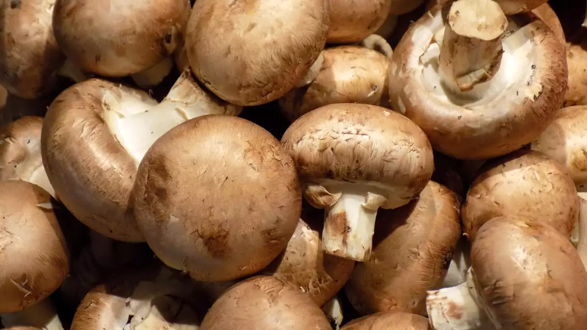 Jednoduchá změna způsobu skladování, díky níž houby vydrží déle čerstvé
