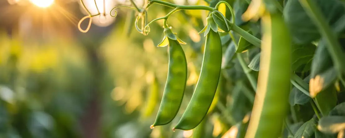 Jak snadno uvařit sněhový hrášek? Všechny tipy, které potřebujete, aby byl křupavý a chutný.