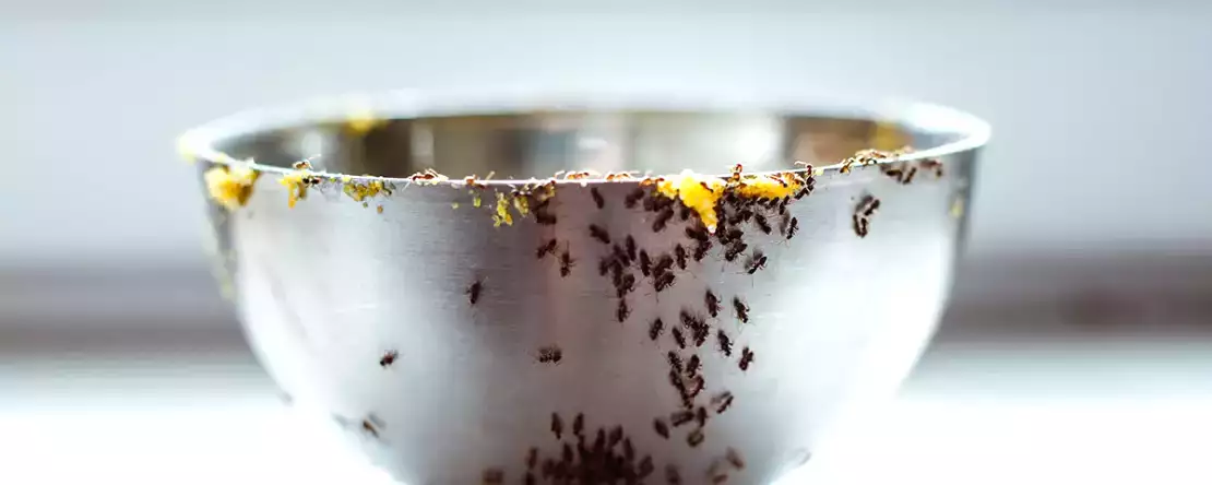 Babiččiny nejlepší tipy, jak se rozloučit s mravenci v kuchyni