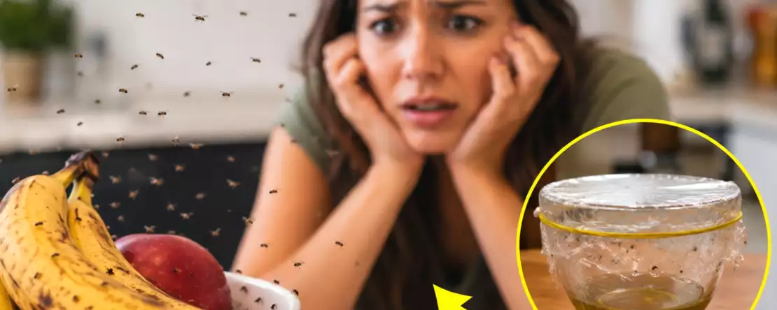 Jak se zbavit kuchyňských komárů za jednu noc: přírodní lék (bez chemických postřiků)