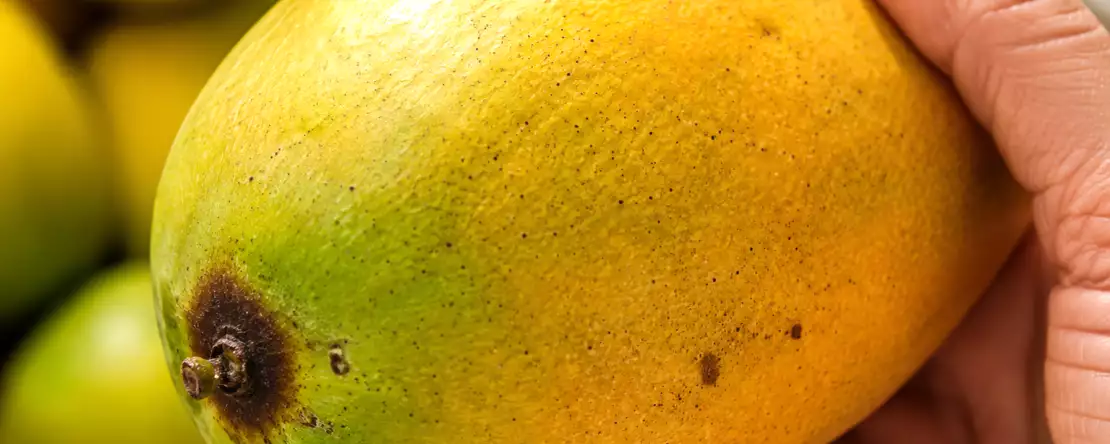 Téměř každý si na trhu vybere mango špatně a svou chybu si uvědomí až doma