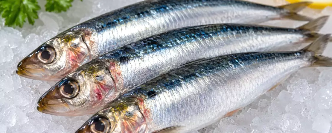 Jak poznat, že sardinka není v pořádku? Příznaky, které byste nikdy neměli přehlížet
