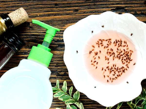 Obtěžující komáři? Tady je super jednoduchý domácí léček s pouze třemi ingrediencemi