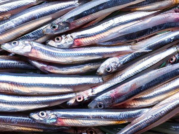 Po padesáti letech předstihla tato konzervovaná rybka tuňáka a sardinky v prospěšnosti pro zdraví