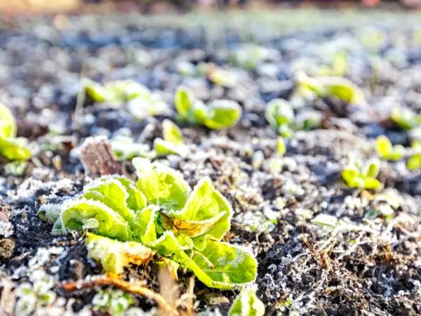 Zimní zahrádka: chytré kroky k ochraně vaší zeleniny před mrazem a prodloužení sklizně
