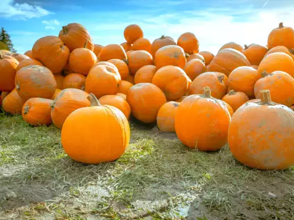 Tisíce dýní končí po Halloween v Anglii v koši, skutečné plýtvání