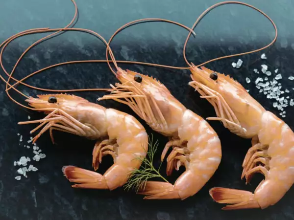 Málo lidí to ví, ale právě v tomto období jsou krevety nejlepší