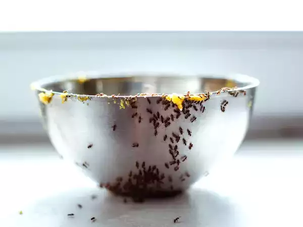 Babiččiny nejlepší tipy, jak se rozloučit s mravenci v kuchyni
