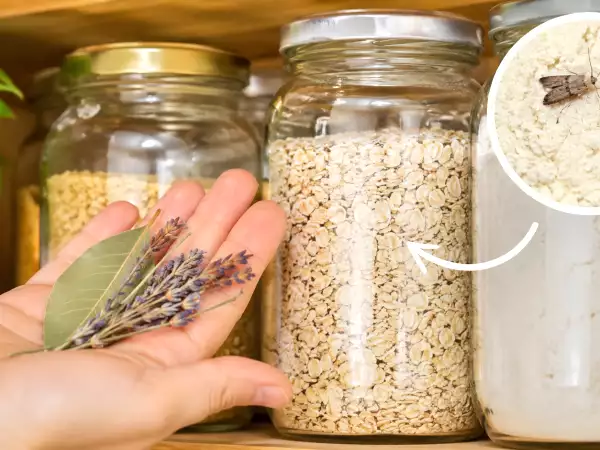 Je vaše spíž zamořená moučnými můrami? Babiččin recept, který je opravdu udrží v odstupu