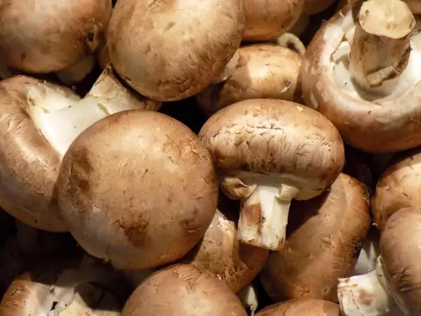 Jednoduchá změna způsobu skladování, díky níž houby vydrží déle čerstvé