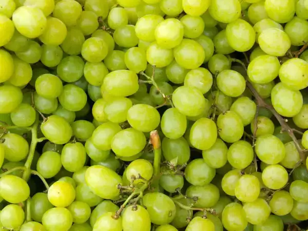 Hrozny po pár dnech měknou: tyto 4 kroky výrazně prodlouží jejich trvanlivost...
